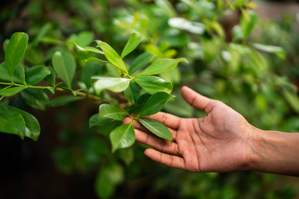 Seasonal Cleanup (Spring/Fall)