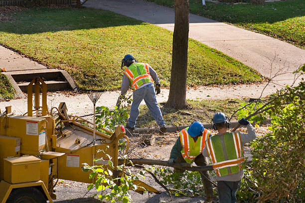 How Our Tree Care Process Works  in  West, TX